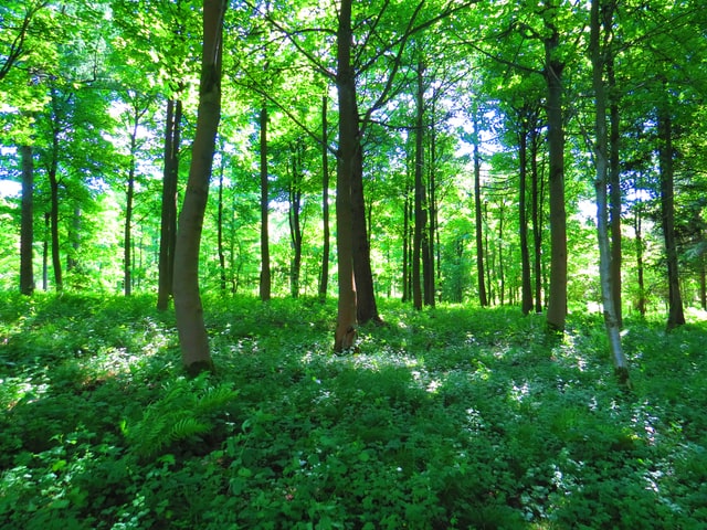 Choosing Trees - Woodlands