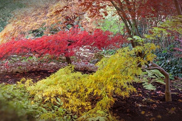 Ten Best Trees to create filtered shade - Japanese Maple