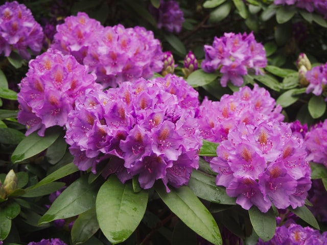 Shrubs - Rhododendrons
