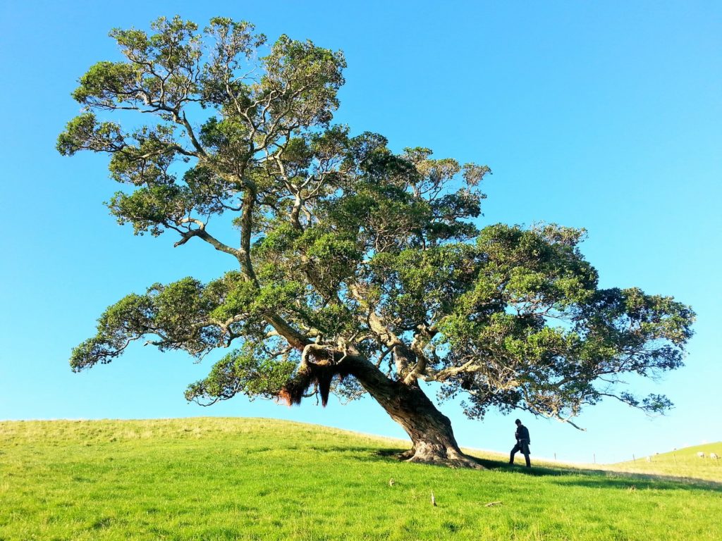 What is an arborist? Why might you need one?