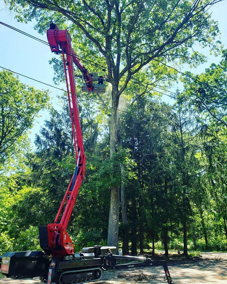 tree trimming berkeley CA