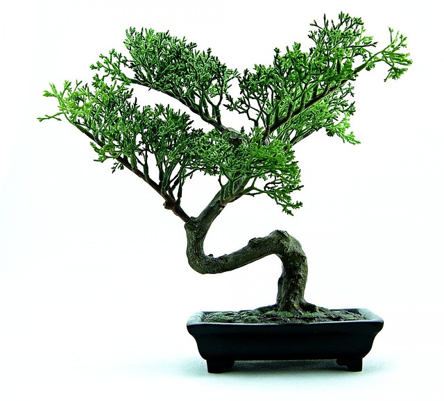 Watering Bonsai