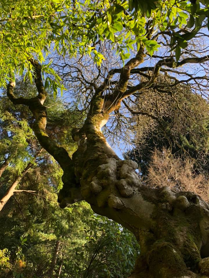 Berkeley Buckeye Tree