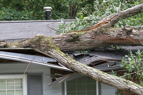 What to do if a tree damages your property?