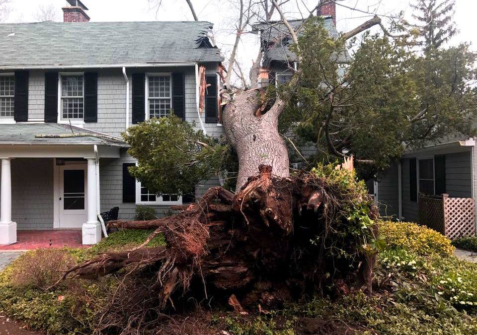What to do if a tree damages your property?