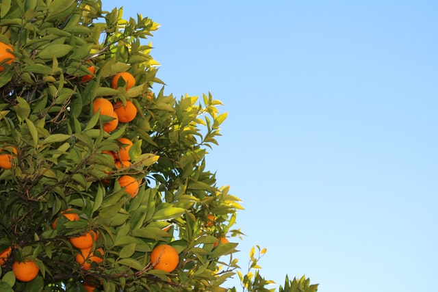 How Do I Grow Healthy And Prolific Citrus Trees In The Bay Area?