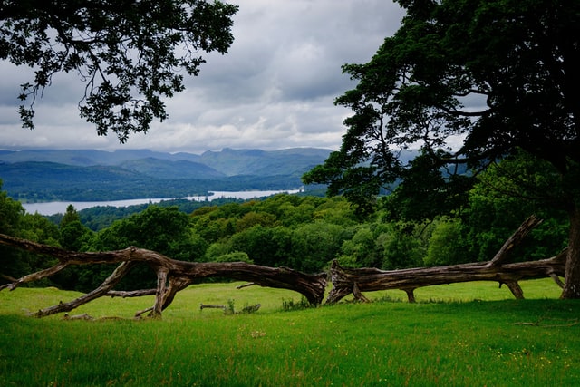 When and why should a tree be felled?