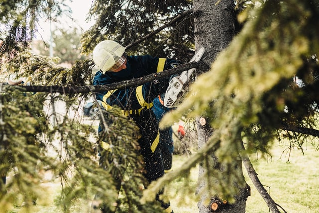 Arborists