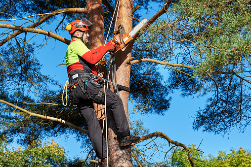 Arborists