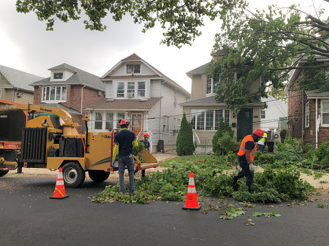 Emergency Tree Removal