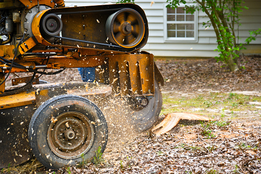 Stump Grinding and Removal