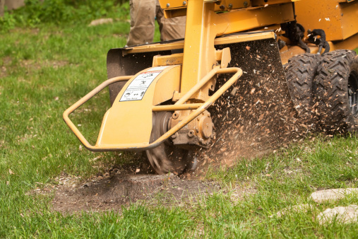 Tree Removal San Pablo, CA