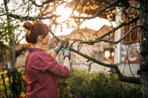 Tree Pruning