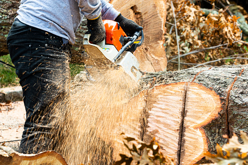 Tree Removal