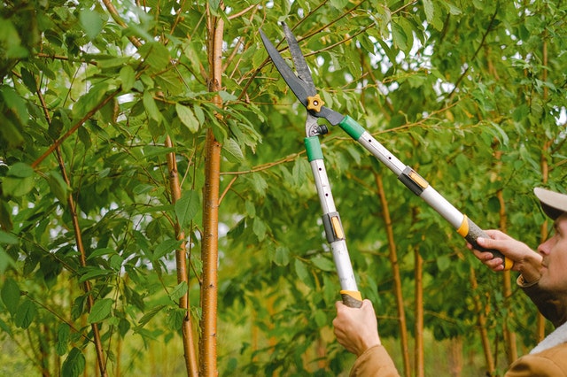 Tree Trimming