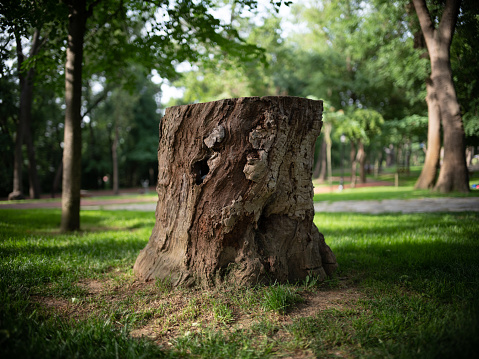 How much does tree stump removal cost? - Stump Removal – Cost guide – Remove annoying stumps in your property!