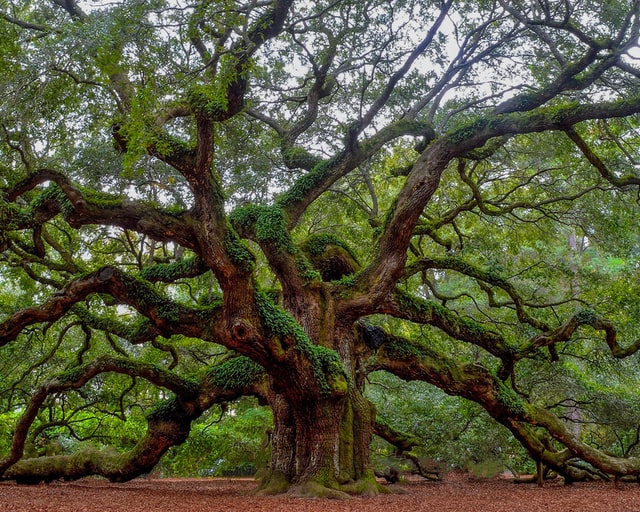 oldest trees