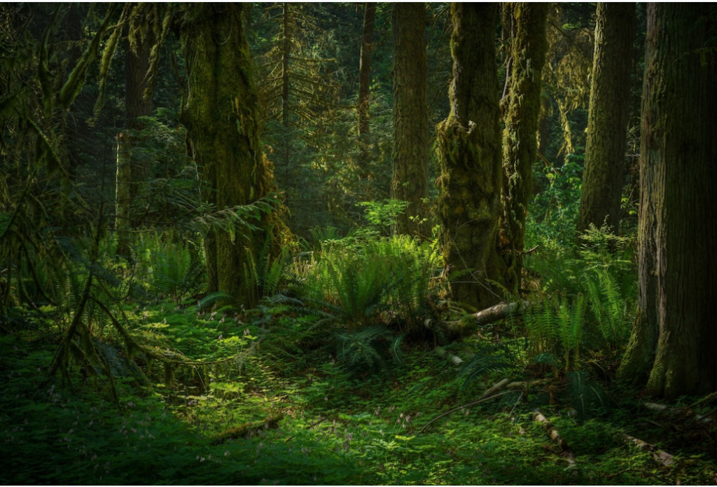 Commercial Tree Services