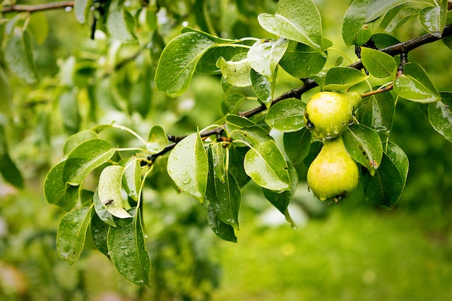 Pears-Growing Guide