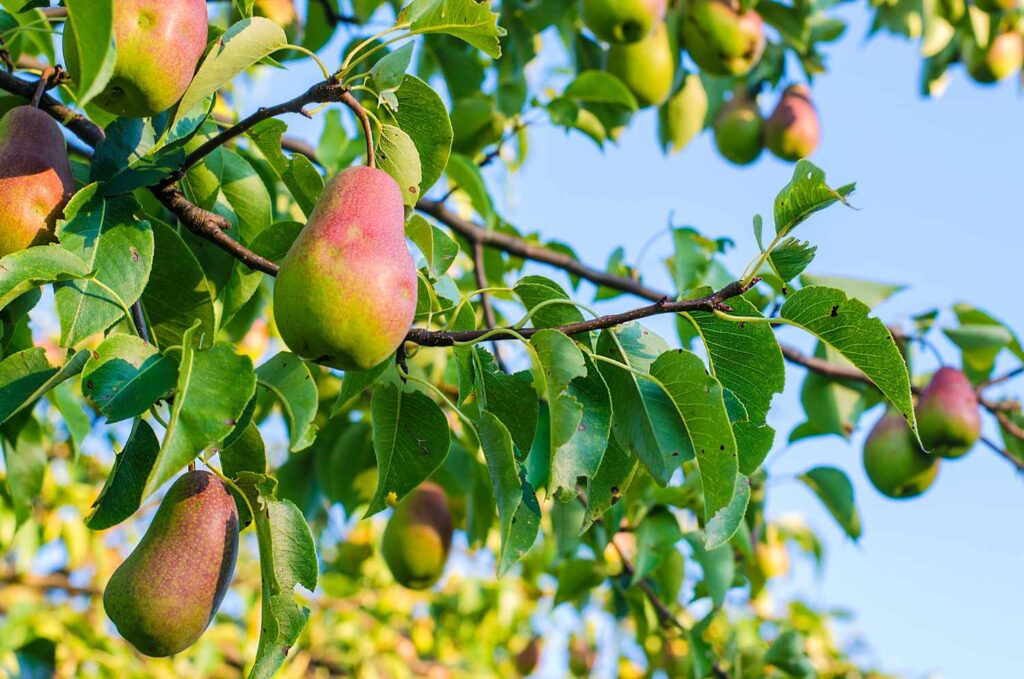 Domestic Pear Varieties