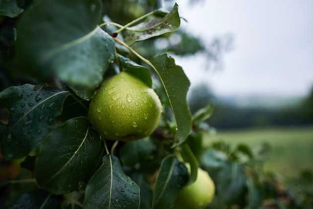 Pears-Growing