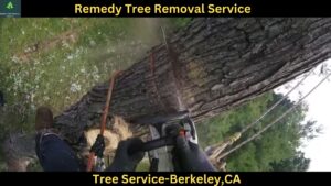 Tree Service In Berkeley,CA
