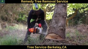 Tree Service In Berkeley,CA