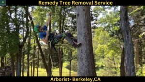 Arborist In Berkeley,CA
