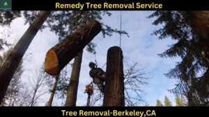 Tree Removal In Berkeley,CA
