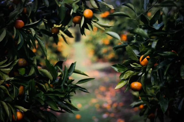 Benefits Of Tree You Probably Didn't Know