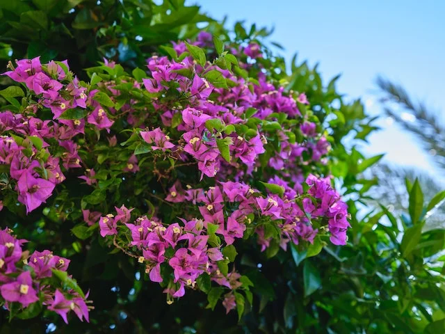 Shrub Basics